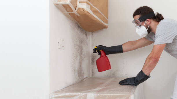 Professional Black Mold Removal technician working in Northvale, NJ