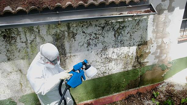 Trusted Attic Mold Removal service in Northvale, NJ - Cheap Mold Removal
